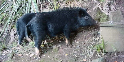 Two wild pigs at the southern tip of Cornwallis Peninsula.