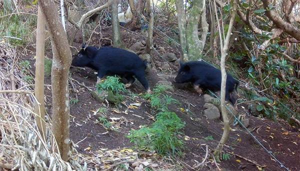 Two wild pigs at the southern tip of Cornwallis Peninsula.